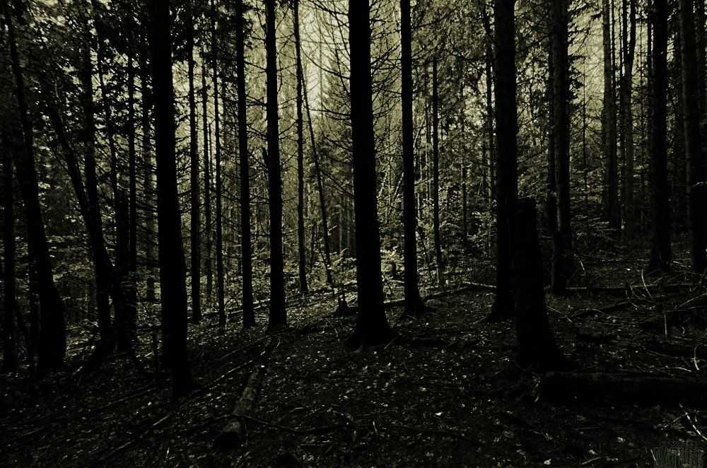 Таинственный черный лес: отправная точка – фрайбург