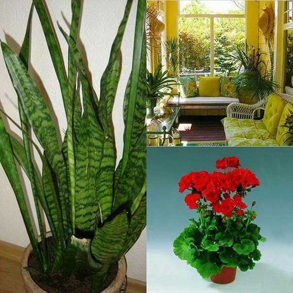 Ядовитые комнатные цветы и растения для человека: фото, названия и описание ядовитых домашних растений | houzz россия