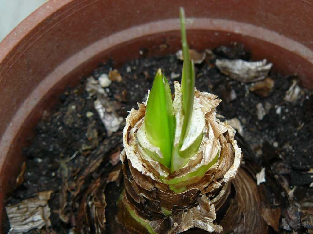 Гиппеаструм - виды, особенности посадки, удобрения и секреты по уходу за цветком