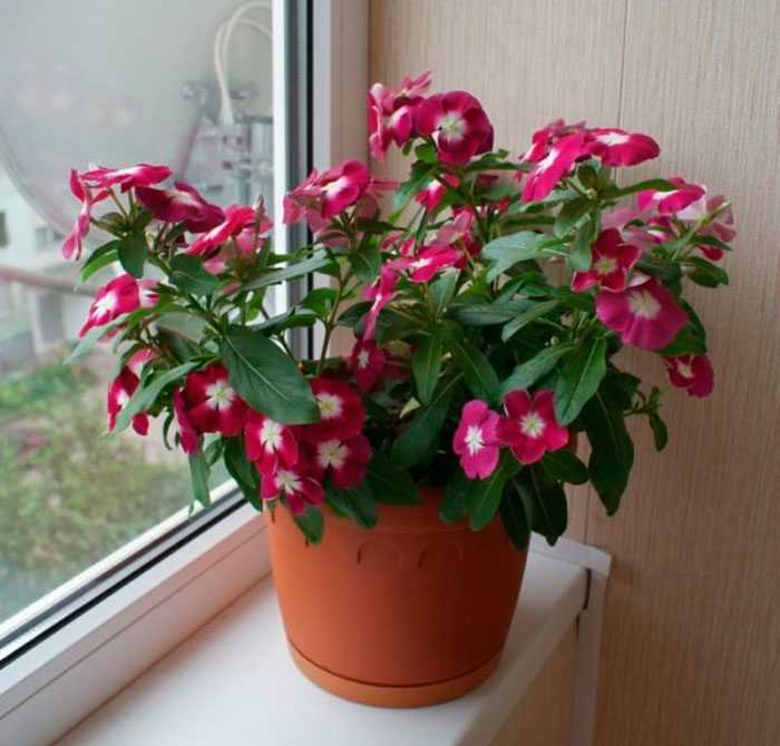 Катарантус цветок выращивание из семян в домашних условиях фото