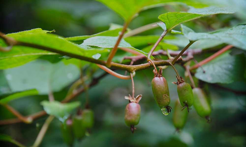 Актинидия коломикта самоплодная, вид аргута и другия плодово-ягодные сорта растения