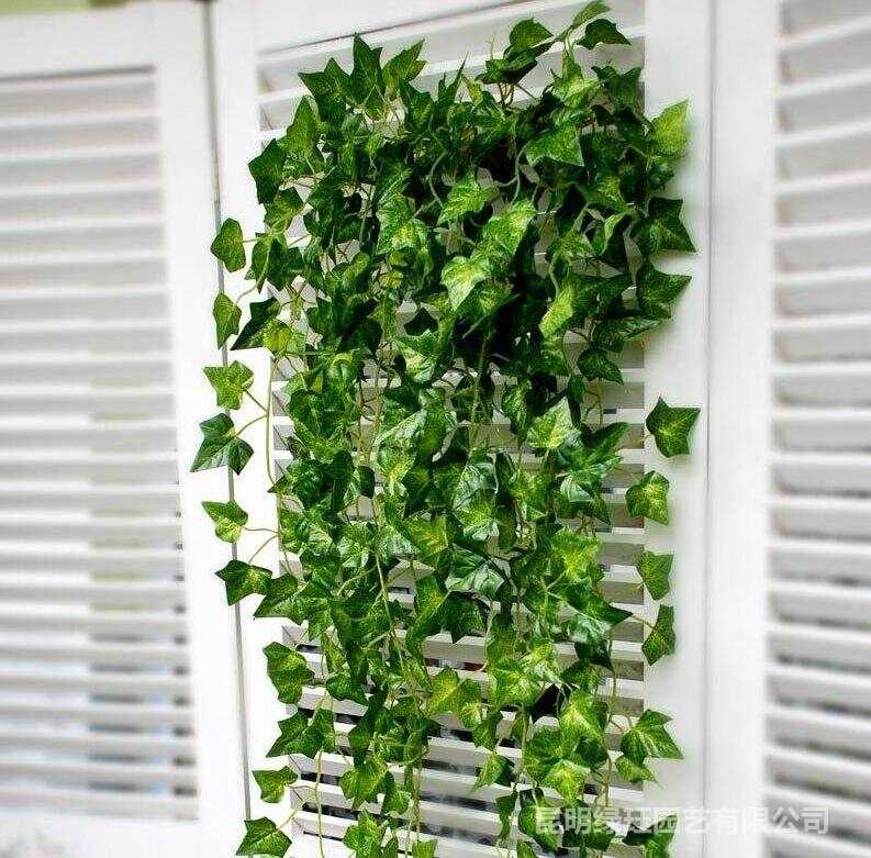 Вьющиеся домашние растения – декоративные лианы в вашем интерьере