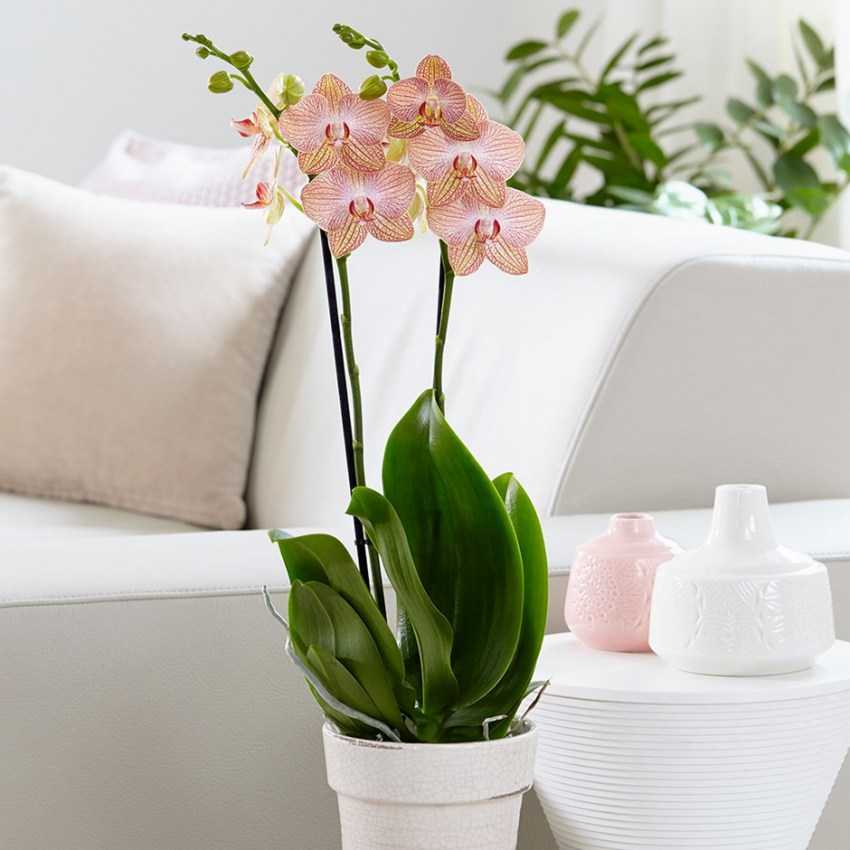 Сказочная орхидея венерин башмачок. уход за пафиопедилумом в домашних условиях