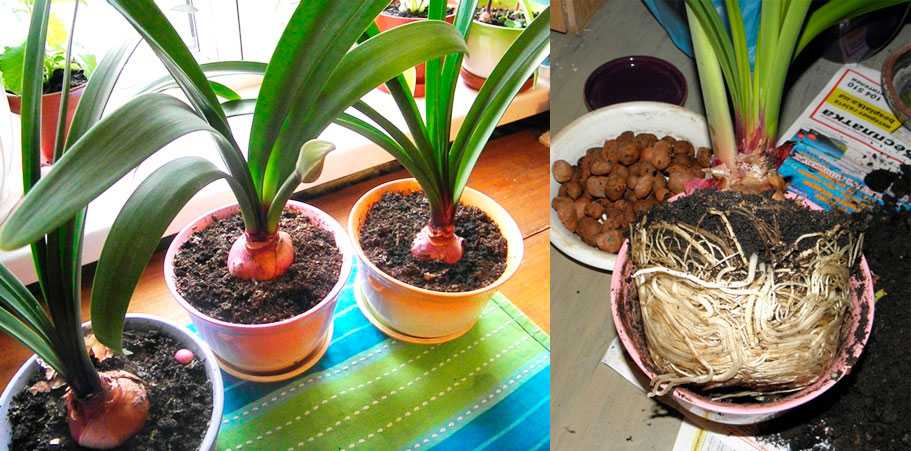 Амариллис - как правильно выращивать декоративное растение (115 фото)