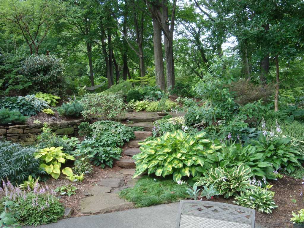 Цветок хоста (57 фото): красота и аромат в вашем саду - «ландшафтный дизайн» » все о сауне