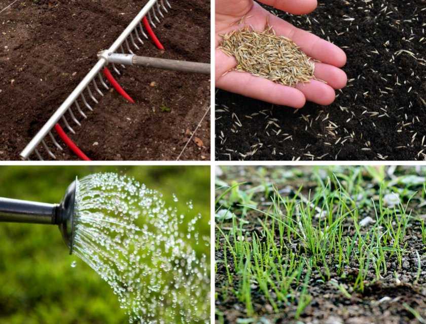Как посеять газонную траву своими руками: важные правила посадки, особенности и характеристика газонной травы