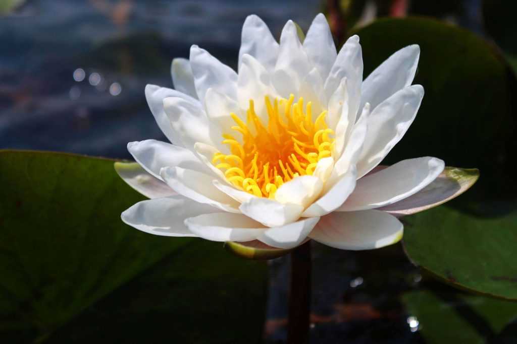 Кувшинка фото цветок белый