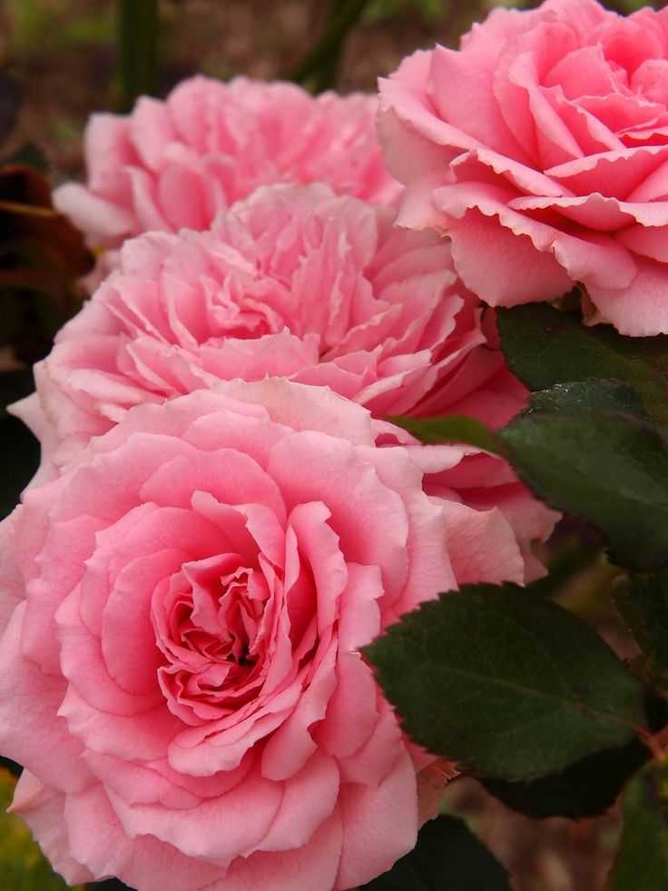 Роскошная роза флорибунда в природе никогда не существовала. Цветок был получен датчанином Поульсеном, который скрестил крупноцветковую полиантовую розу и несколько сортов чайных роз.