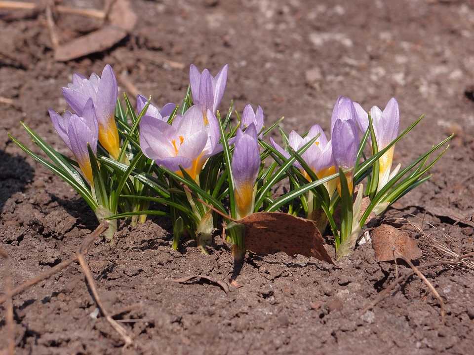 Крокус (шафран) – фото цветка, посадка и уход в открытом грунте