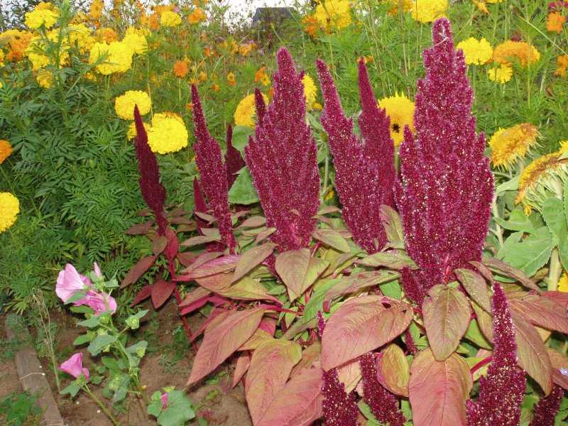 Цветы целозия – выращивание из семян, посадка и уход