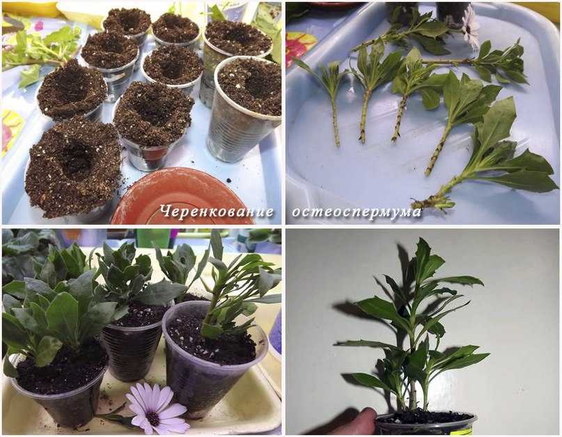 Остеоспермум: 30 сортов с фото и описанием, когда сажать, выращивание из семян, посадка и уход, выращивание в открытом грунте, в домашних условиях