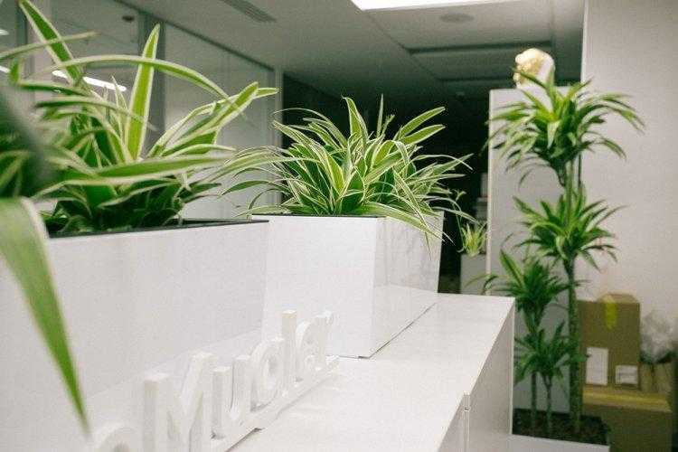 Хлорофитум (55 фото): полезное и пестрое комнатное растение - «ландшафтный дизайн» » «дизайна интерьера»