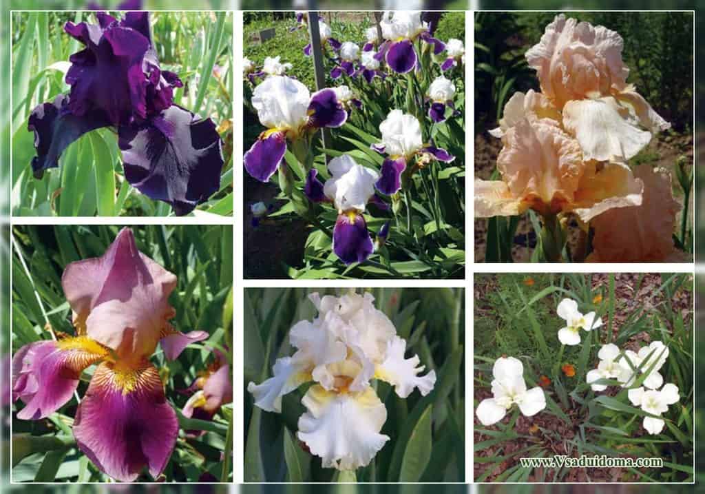 Цветок ирис: виды, сорта, фото, выращивание и уход