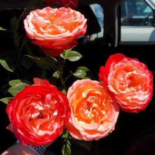 Флорибунда – группа роз с практически непрерывным цветением (сорта и фото)
флорибунда – группа роз с практически непрерывным цветением (сорта и фото)