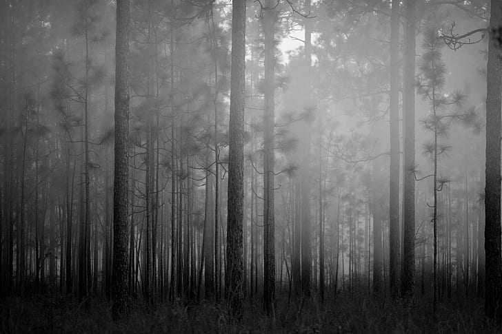 Twilight forest/полые холмы — официальная minecraft wiki