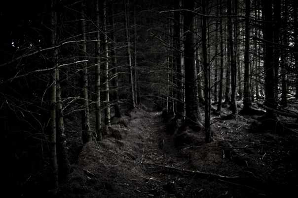 Черный лес — википедия по игре the elder scrolls online