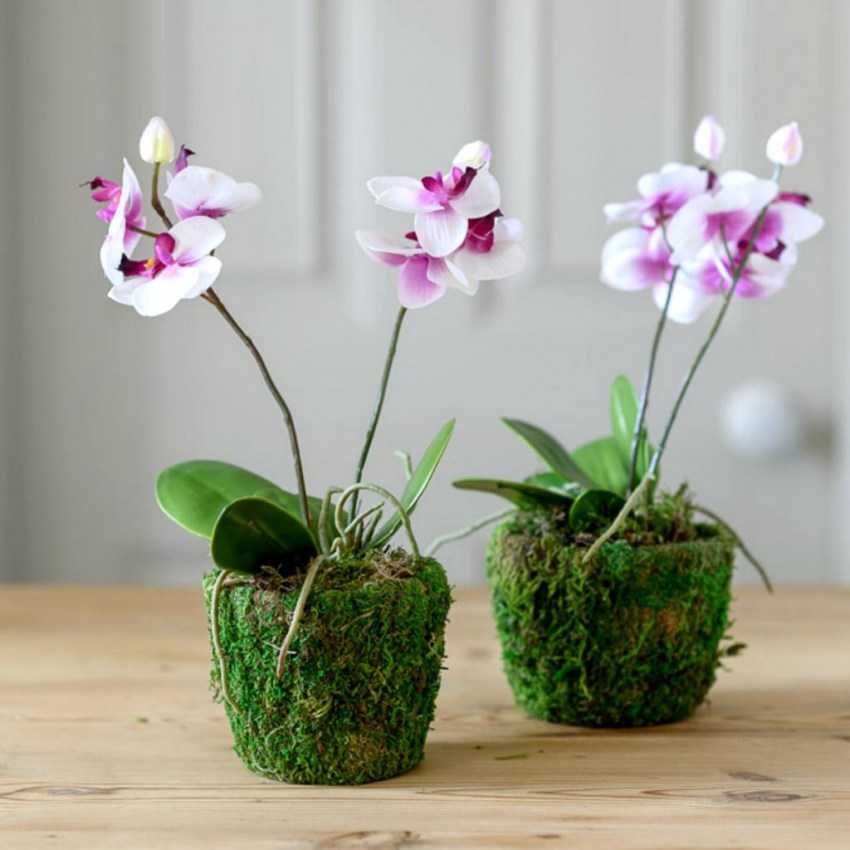 Уход за орхидеей венерин башмачок в домашних условиях с видео от специалистов про пафиопедилум