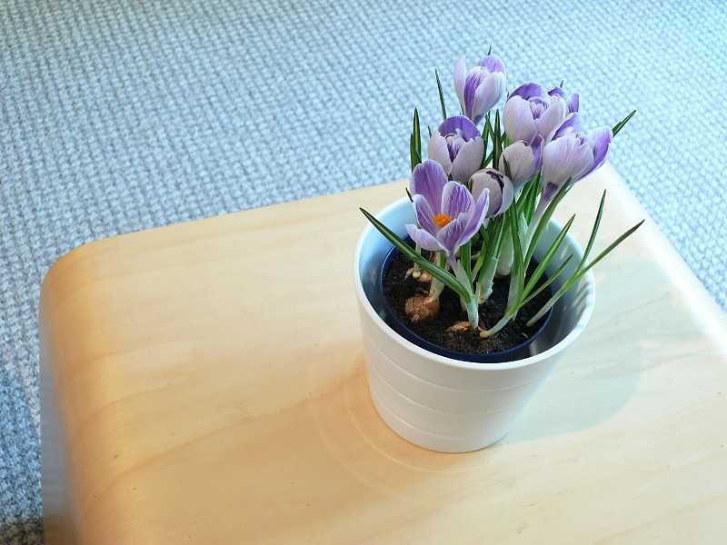 Крокус (шафран): как правильно ухаживать за цветком в домашних условиях :: инфониак