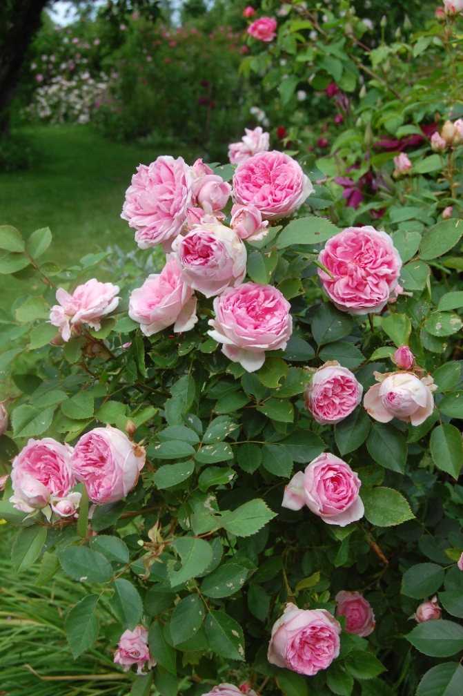 Парковые розы – отличный вариант для декорирования сада в суровых российских условиях. Ведь в нашем климате так трудно вырастить многие сорта ... (фото)