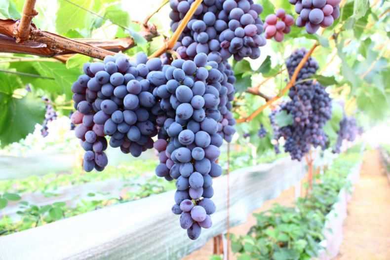 Неукрывной виноград для подмосковья – удачные сорта + видео