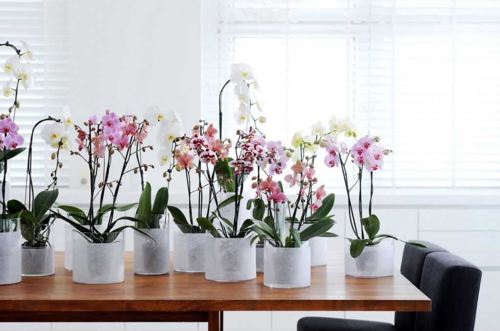 Цветок богини — орхидея венерин башмачок