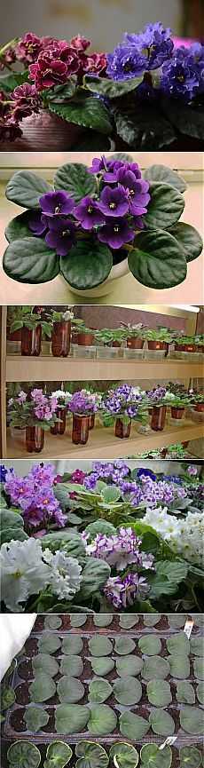 Уход и выращивание фиалок в домашних условиях - что любят эти комнатные цветы?