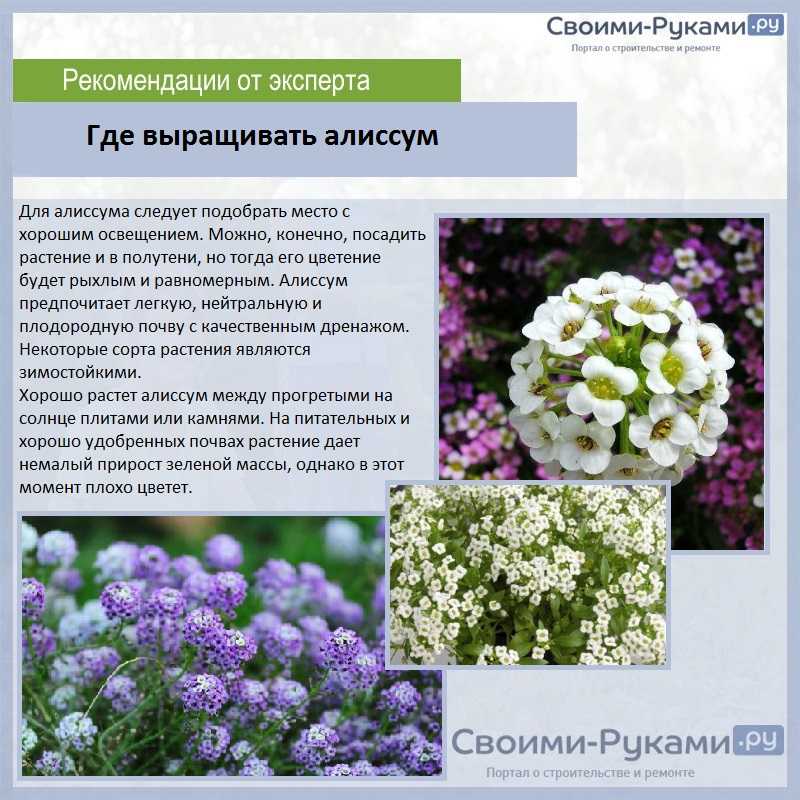 ᐉ цветок алиссум: посадка и уход в открытом грунте, фото, выращивание из семян - roza-zanoza.ru