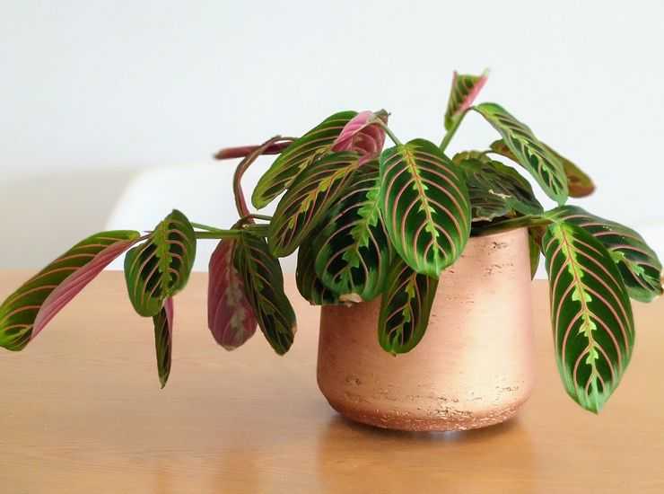 Маранта трецветная молитвенное растение - уход в домашних условиях за марантой триколор, фото, видео