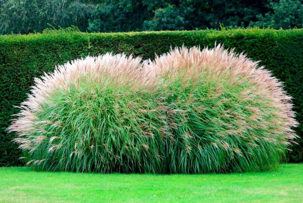Декоративные травы для сада - лучшие виды с описанием