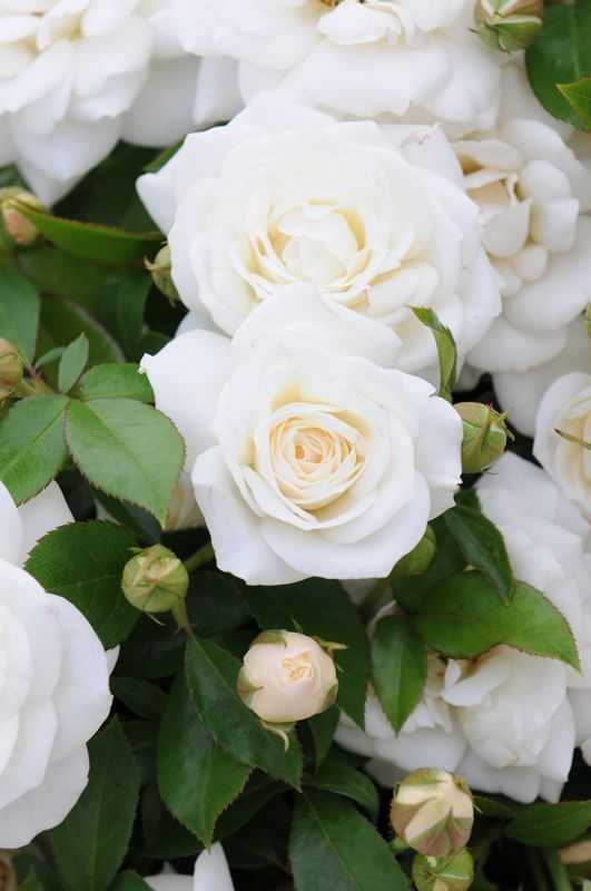 Чайно-гибридные розы: что это такое, cорта и названия, выращивание, в открытом грунте, посадка и уход, популярные сорта с фото, блэк баккара, ностальжи, описания