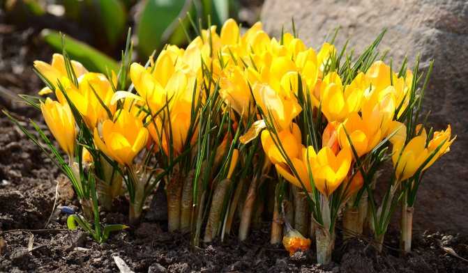 Крокус (120 фото): садовый шафран, как выглядит цветок, виды и сорта, желтый и белый, описание растения, что это такое