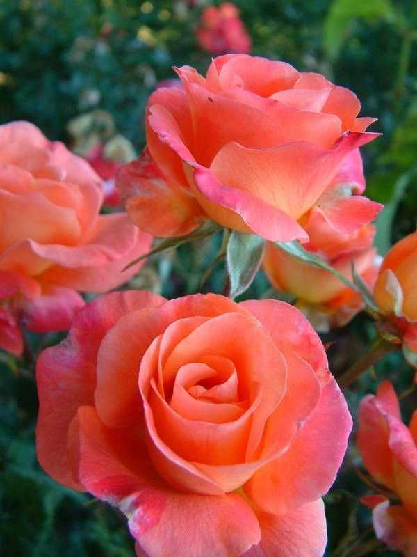 Розы флорибунда: фото всех сортов, посадка и уход, в открытом грунте для новичков, описание сортов, выращивание, названия
