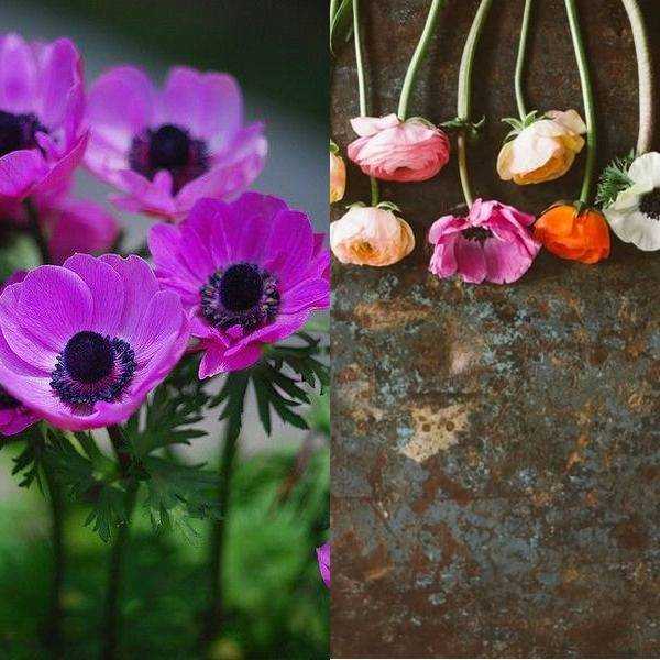 Анемоны: фото цветов, посадка, уход в открытом грунте, размножение растений
