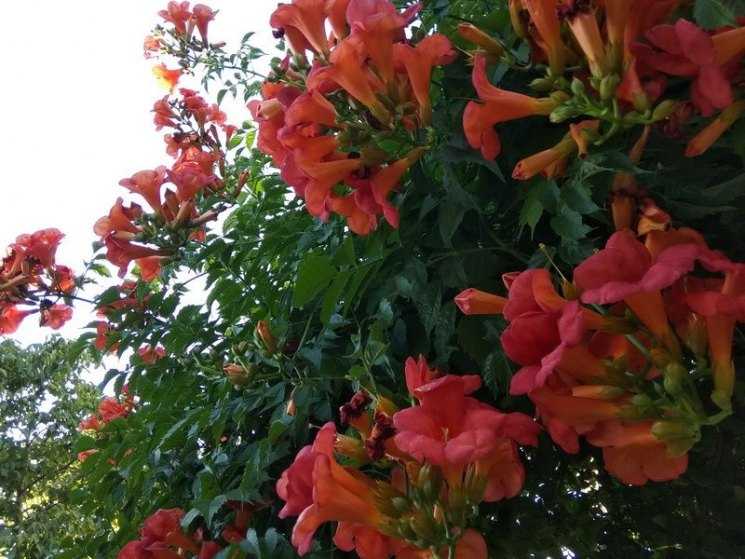 Кампсис укореняющийся сорта фламенко — сложности ухода и место в саду