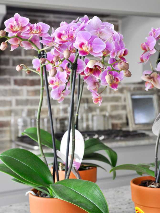 Цветок венерин башмачок с фото - описание и уход в домашних условиях