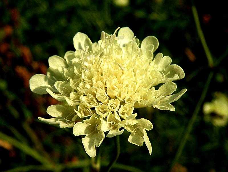 Цветы скабиоза фото, выращивание из семян. посадка и уход за скабиозой