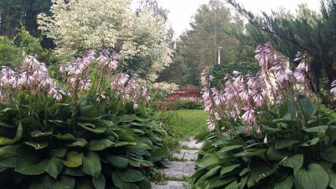 Цветок хоста (57 фото): красота и аромат в вашем саду - «ландшафтный дизайн» » «дизайна интерьера»