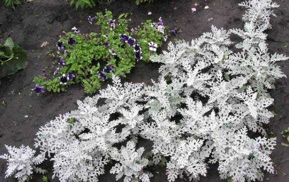Цинерария гибридная: выращивание через рассаду, гибридные и кровавая, как вырастить их из семян, 10 сортов + фото цветка