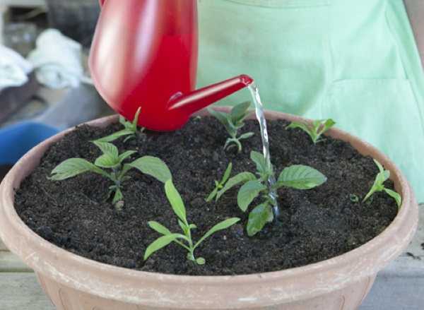 Выращивание гелиотропа из семян: когда и как сажать на рассаду, ухаживать, пикировать