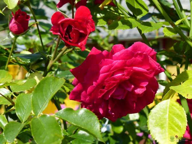 Сорта роз (130 фото): с фото и названиями, сорта и разновидности, мелкие, высокие, все разновидности с описанием, какие виды роз бывают