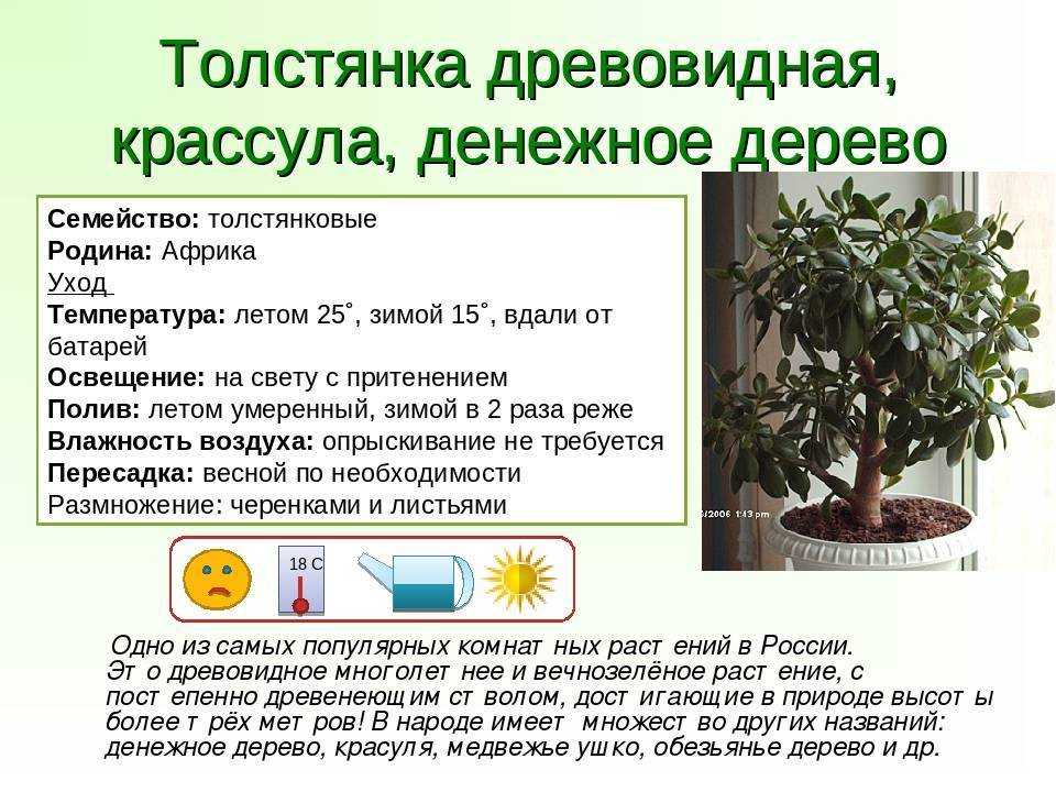 Цветок мирт: описание, особенности ухода и выращивания, фото - sadovnikam.ru