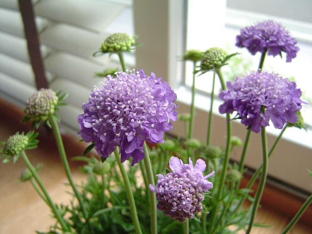 Цветок "скабиоза": фото, выращивание из семян, посадка и уход