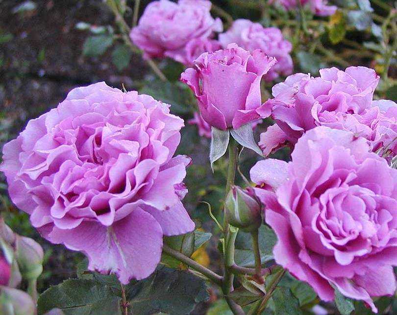 Роза флорибунда: лучшие сорта для украшения подмосковных садов