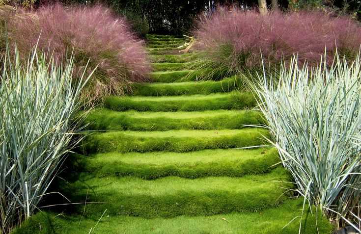 Декоративная трава - лучшие виды и самые необычные ландшафтные украшения (90 фото)