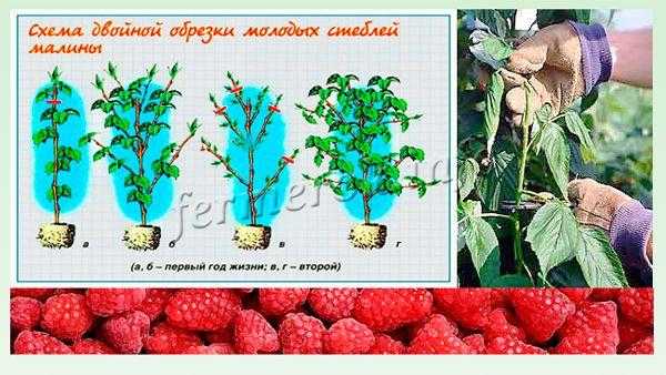 ᐉ малина таруса чем отличается этот сорт малинового дерева - roza-zanoza.ru