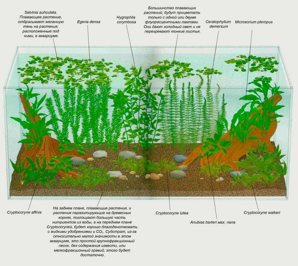Расположите растения расположите растения. План посадки аквариумных растений. Аквариум травник схема посадки. План посадки растений в аквариуме. Схема посадки аквариумных растений.
