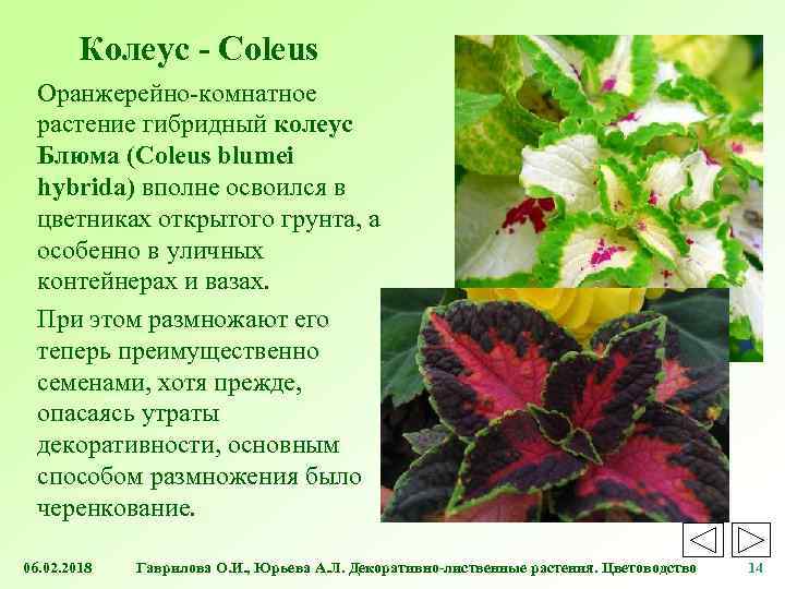 Колеус: фото, виды, особенности выращивания. колеусы в ландшафтном дизайне - sadovnikam.ru