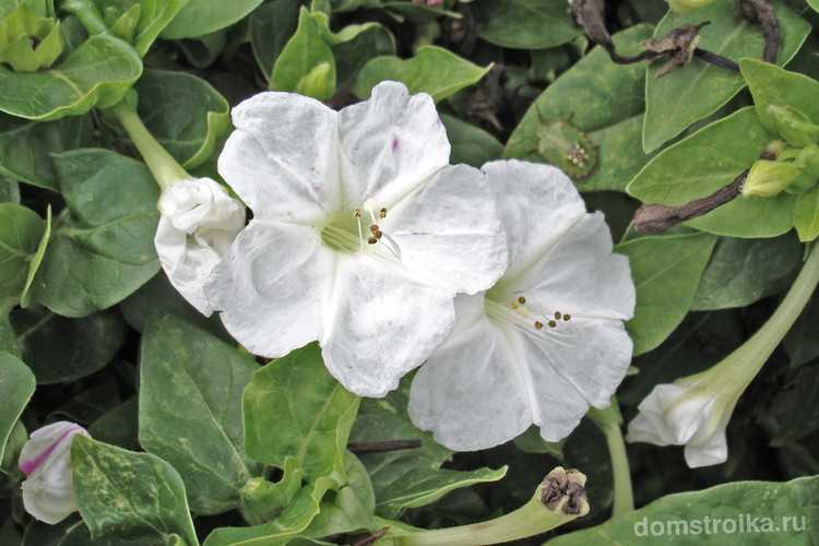 Мирабилис ❤ неприметный днем, но поражающий красотой ночью, этот необычный цветок не раз удивит садоводов и гостей. Читайте далее о посадки и уходе (2019)