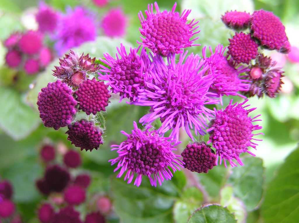 Агератум: топ-150 фото цветов, учимся выращивать и ухаживать в открытом грунте
