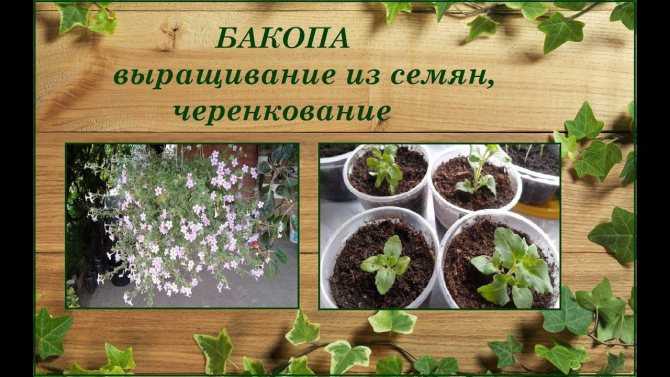 Бакопа: выращивание из семян, посадка и уход в домашних условиях, виды
